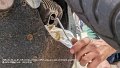 2026_05_09_sa_01_105_honda_innova_treffen_plau_am_see_ventilspiel_pruefen