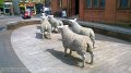 2017_05_28_so_01_300_lockerbie_zentrum_sheep_statues